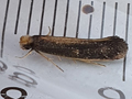 Monopis imella (photo by Laura King)